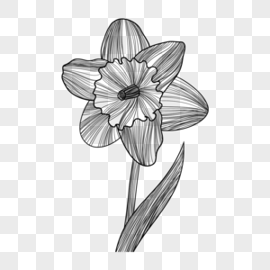 水仙花黑白素描花卉图片