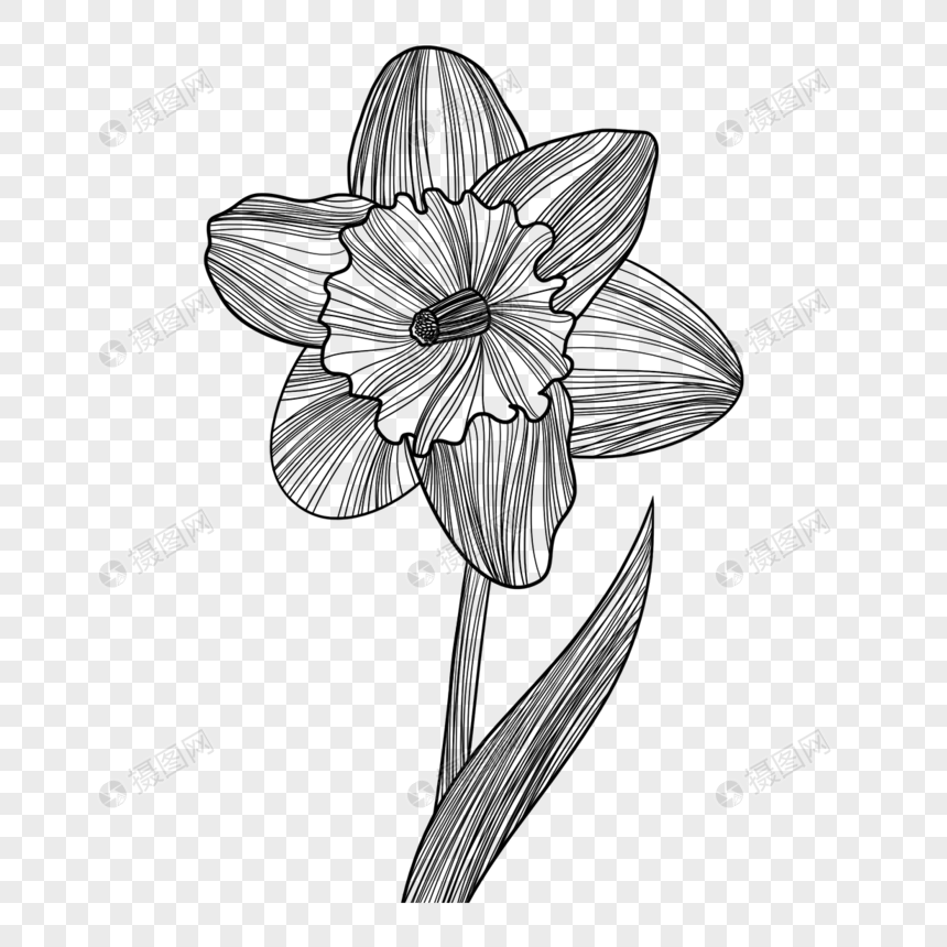 水仙花黑白素描花卉元素素材下载 正版素材 摄图网