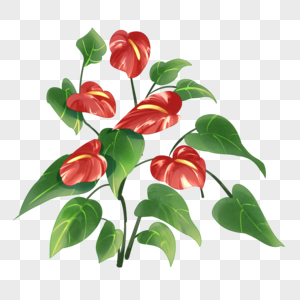 植物火鹤花金线花朵花卉红掌花图片