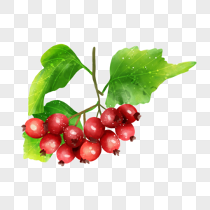 水彩食物水果山楂红色美味的果实图片