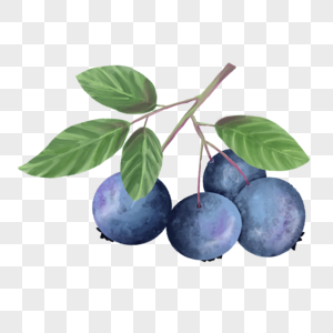 水彩水果蓝莓叶子一串图片