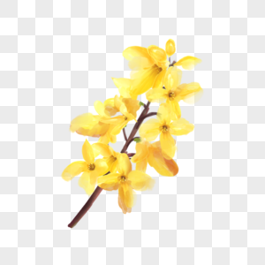 黄色水彩连翘花枝图片