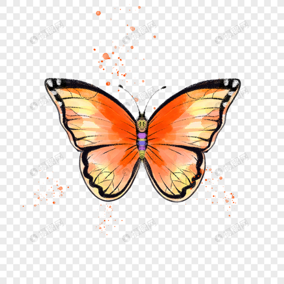 水彩质感的蝴蝶昆虫图片