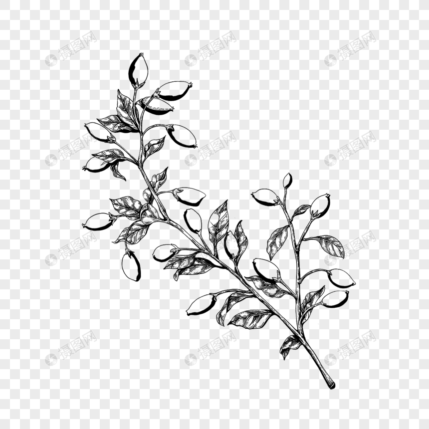 线稿花卉枸杞叶子枝干