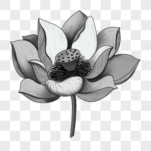 莲花花蕊黑白线描图片