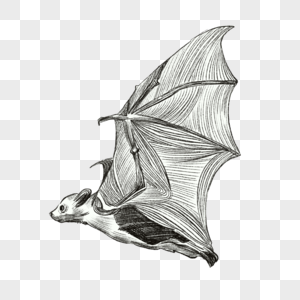 蝙蝠写实黑白素描图片