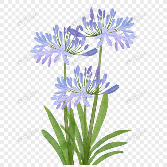 百子莲非洲水彩花卉浅蓝色图片