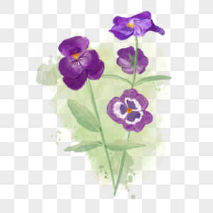 三色堇水彩风格蝴蝶花紫色多朵图片