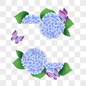 绣球花卉水彩蝴蝶蓝色边框高清图片