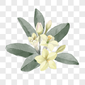茉莉花白色植物水彩高清图片