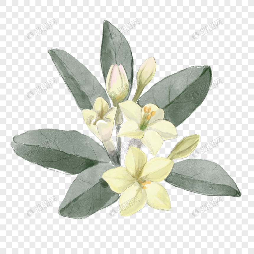 茉莉花白色植物水彩图片