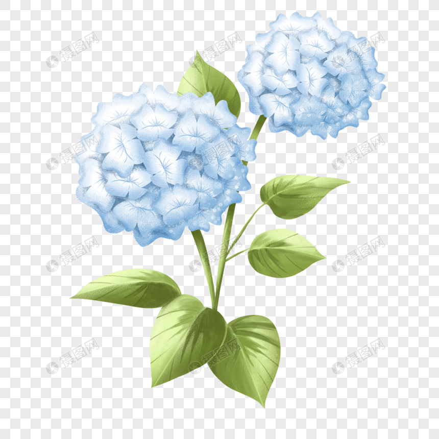 绣球花水彩水色元素素材下载 正版素材 摄图网