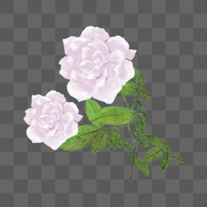 白玫瑰植物花卉白色婚礼图片