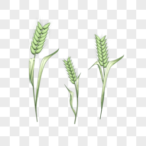 小麦水彩风格绿色图片