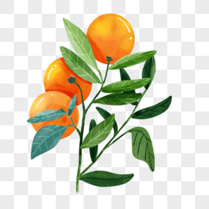 橘子水彩风格水果在树枝上图片