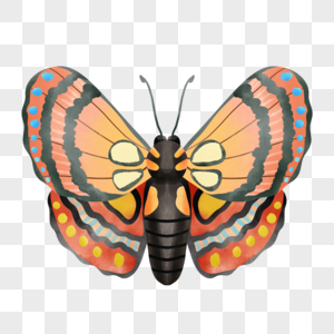 飞蛾波西米亚风格水彩橙色花纹图片