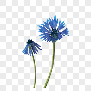 蓝色水彩花卉车矢菊图片