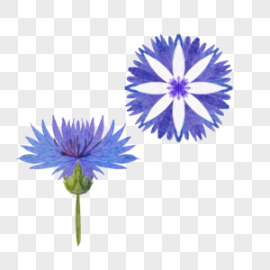 蓝色车矢菊菊科植物图片