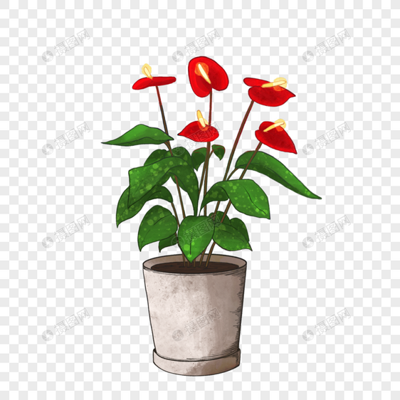 火鹤花金线植物盆栽图片