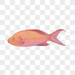 淡粉色可爱鱼类水彩海洋生物图片