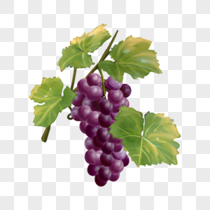 紫色水彩食物水果葡萄图片
