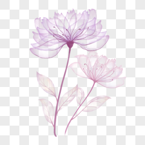 粉紫色透明水彩花卉图片