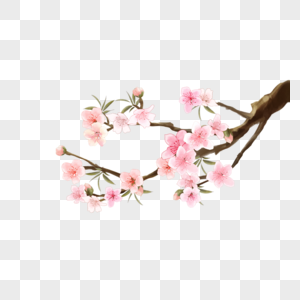 桃花水彩花卉粉色图片