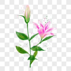 百合花植物花朵绿色春天淡水彩花卉图片