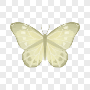 水彩风黄绿色蝴蝶插图图片