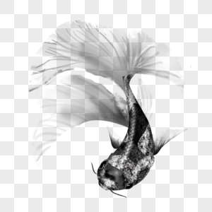 黑白花纹锦鲤剪贴画图片
