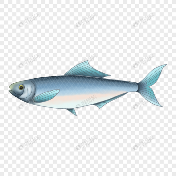 鲱鱼海底生物鱼类插画图片