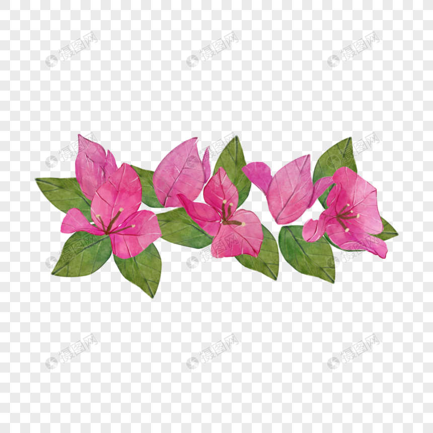 九重葛水彩粉色花卉图片