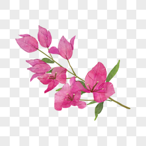 九重葛水彩花卉植物花枝图片