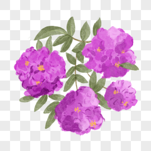紫薇花水彩风格紫色图片