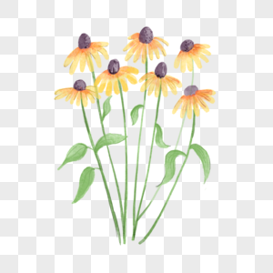 紫锥花黄色水彩花卉图片