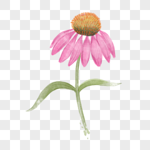 单枝花图片 单枝花素材 单枝花高清图片 摄图网图片下载