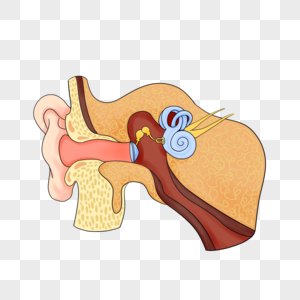 医学解剖人耳插图图片