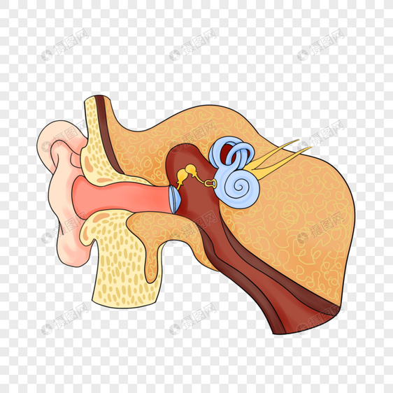 医学解剖人耳插图图片