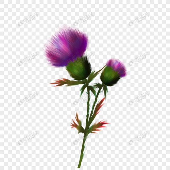 蓟水彩花卉紫色植物图片