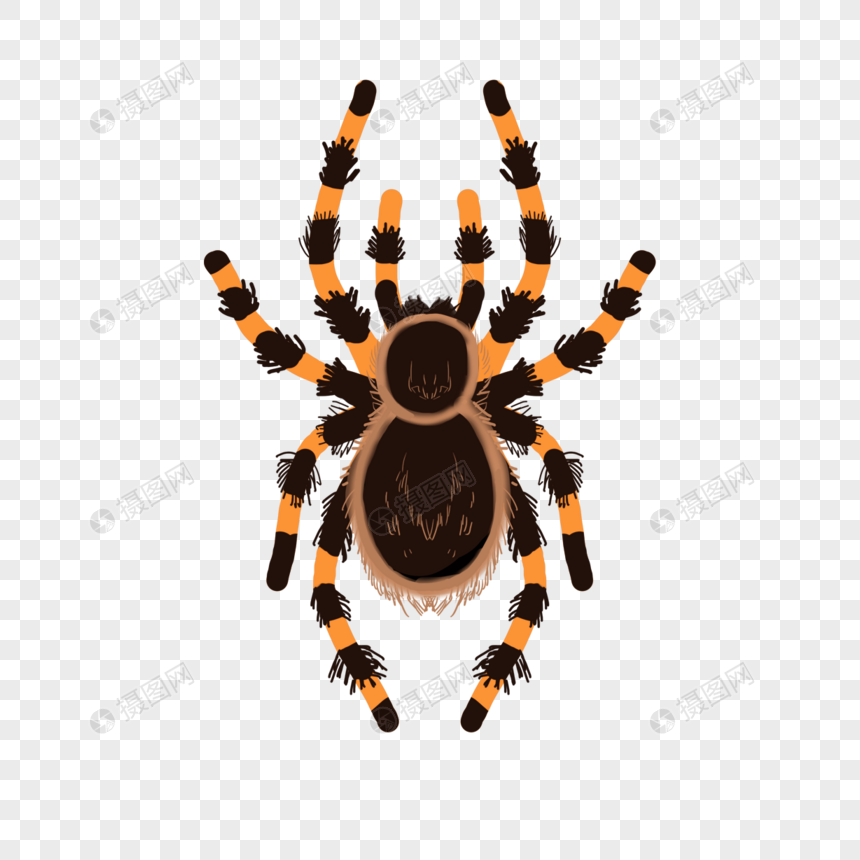 蜘蛛昆虫卡通风格元素素材下载 正版素材 摄图网 蜘蛛昆虫卡通风格元素素材下载 正版素材 摄图网