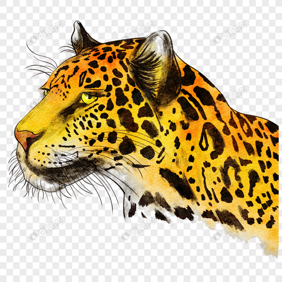 美洲虎抽象动物水彩风格图片