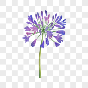 百子莲蓝紫色水彩花卉图片