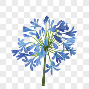 百子莲蓝色非洲水彩花卉植物图片