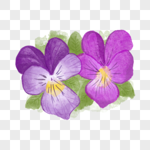 三色堇水彩花卉两朵图片