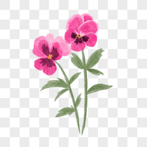 三色堇水彩花卉粉红色两朵图片