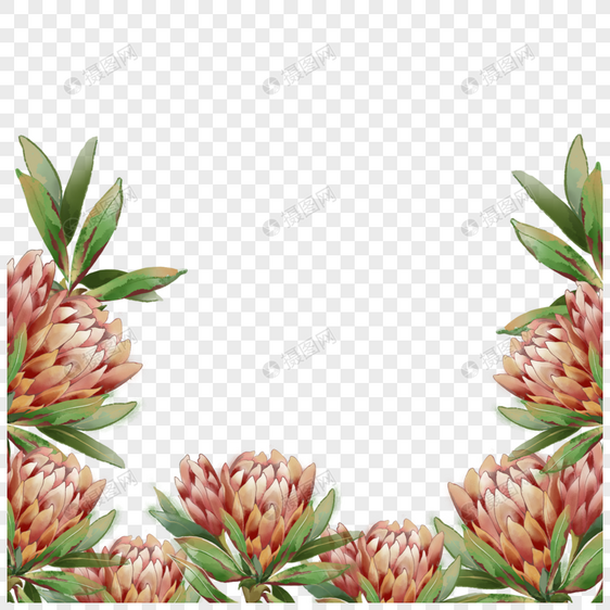 普罗蒂亚花卉水彩红色绽放边框图片