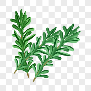 迷迭香植物香料绿色草药图片