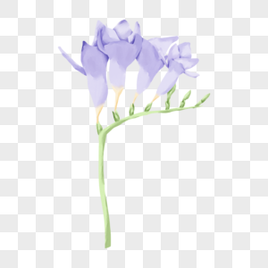 苍兰花水彩风格紫色图片