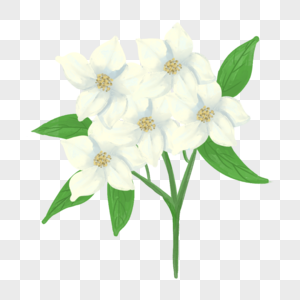 茉莉花洁白花卉植物图片