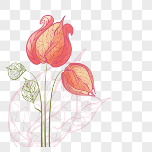 花卉植物抽象红色花苞线稿图片